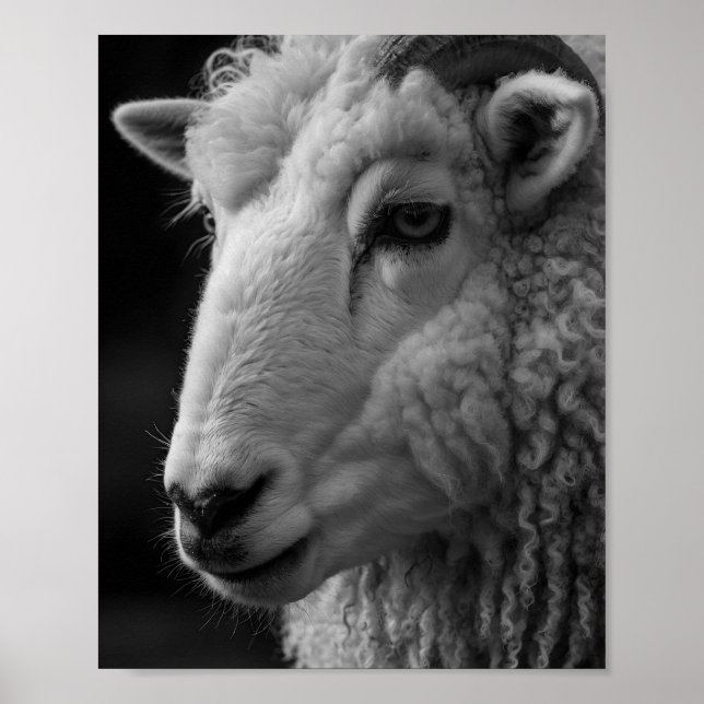Poster Arte de Parede Estúdio Ovelhas Preto e Branco (Frente)