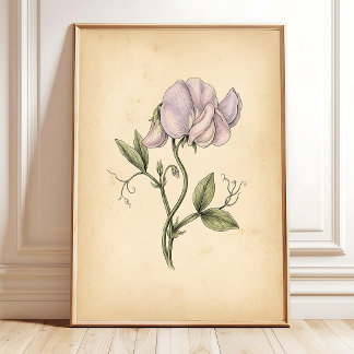 Poster Arte de Parede Flor de Ervilha Doce Vintage