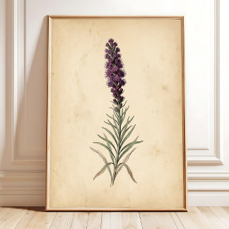 Poster Arte de Parede Flor Estrela Flamejante Vintage