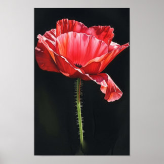 Poster Arte de parede. Flor na escuridão