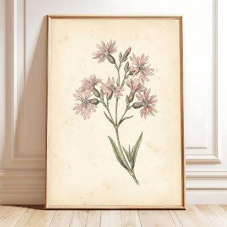 Poster Arte de Parede Floral Vintage Ragged Robin em Mold