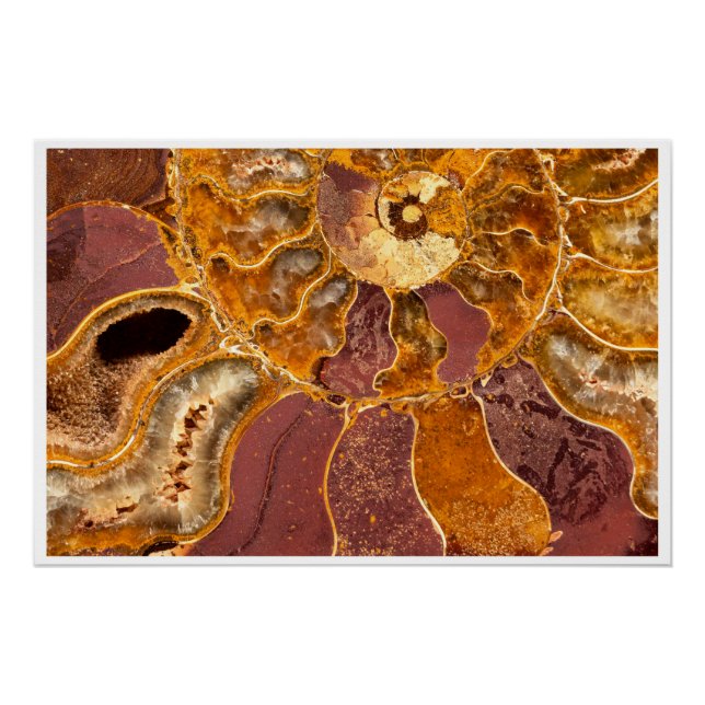 Póster Arte de Parede Fóssil de Ammonite Cleoniceras Impr (Frente)