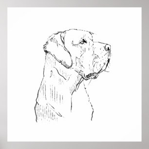 Poster Arte de Parede Labrador Retriever Calmo, Desenhado