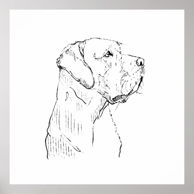 Poster Arte de Parede Labrador Retriever Calmo, Desenhado (Frente)
