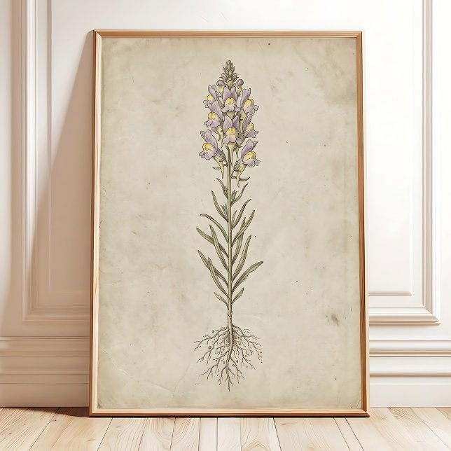 Poster Arte de Parede Vintage Linaria Bloom (Criador carregado)