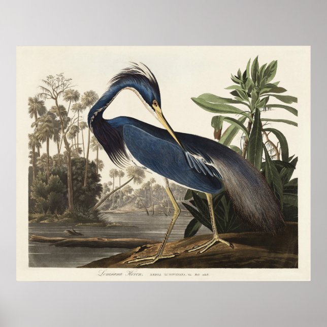 Poster Arte de Pássaro da Garça da Louisiana de Audubon A (Frente)