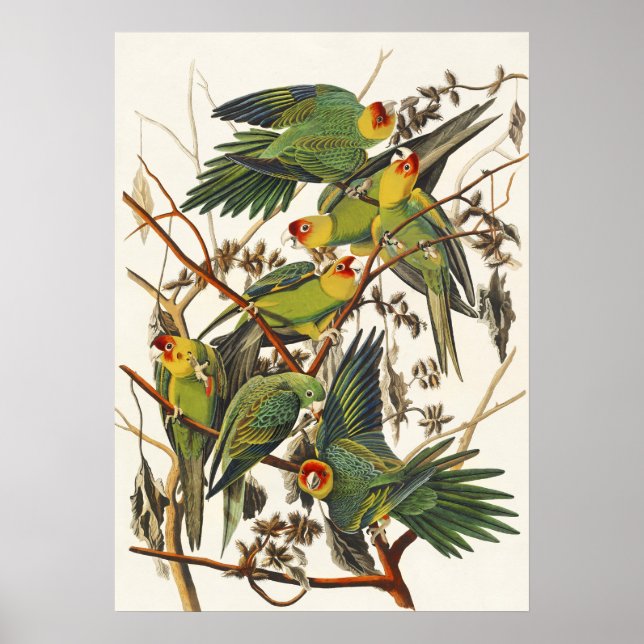 Poster Arte de Pássaro do Periquito-da-Carolina de Audubo (Frente)