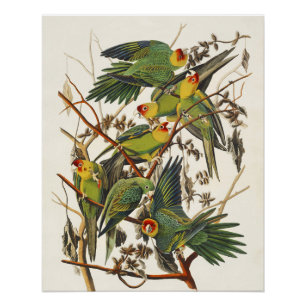 Póster Arte de Pássaro do Periquito-da-Carolina de Audubo