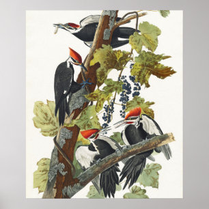 Poster Arte de Pássaro Pica-Pau-Grande Audubon Vintage