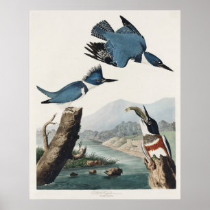 Poster Arte de Pássaro Rei-Cinzento de Audubon Vintage