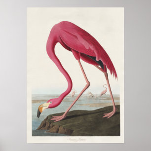 Poster Arte de Pássaro Rosa de Flamingo Americano Vintage