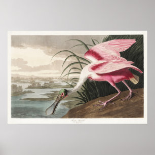 Poster Arte de Pássaro Vintage Audubon Colhereiro Rosado