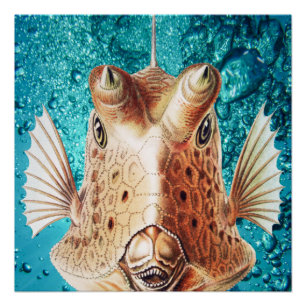 Póster Arte de Peixes Bonitos por Earnst Haeckel