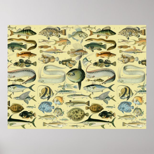 Poster Arte de pesca científica de peixes vintage (Frente)
