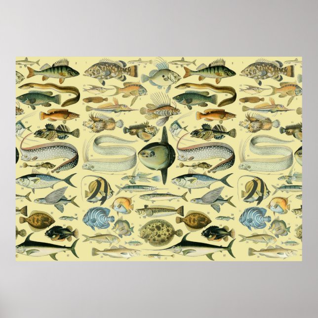 Poster Arte De Pesca Científica Para Peixes Vintage (Frente)