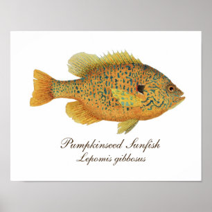 Poster Arte de Pumpkinseed