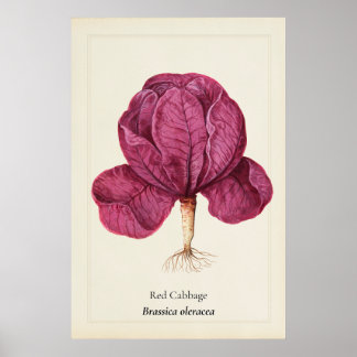 Poster Arte de Repolho Vermelho Antigo Ilustração Botânic