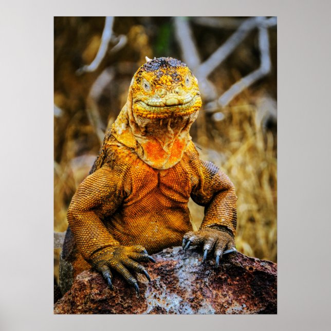 Poster Arte de Réptil Iguana (Frente)