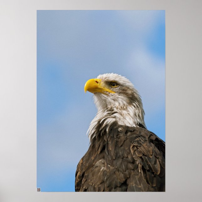 Poster Arte de retrato da vida selvagem da águia careca (Frente)