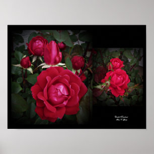 Poster Arte de Rosa do Shrub Vermelho com Dois Nocautes p