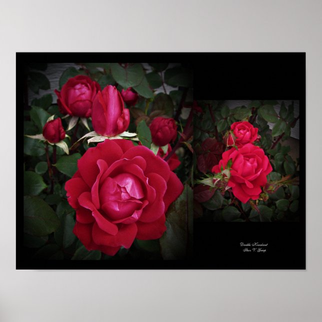 Poster Arte de Rosa do Shrub Vermelho com Dois Nocautes p (Frente)