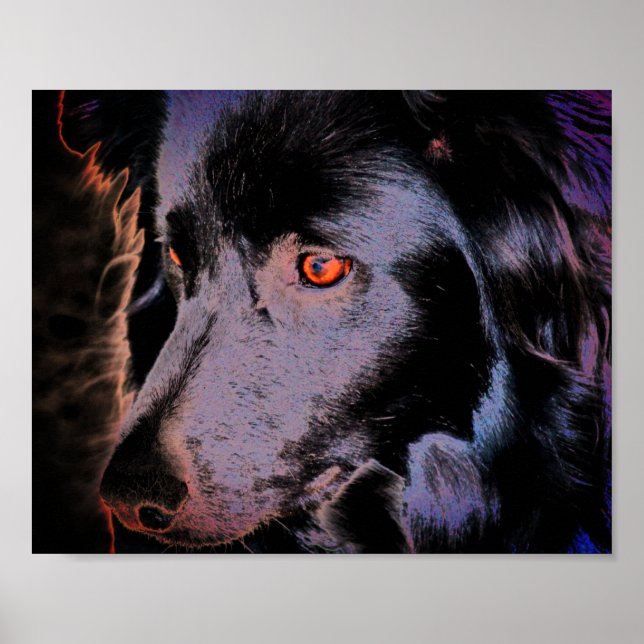 Poster Arte de Rosto Collie de Borda Negra (Frente)