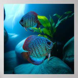Poster Arte de Tanque de Peixe Aquário de Disco Azul