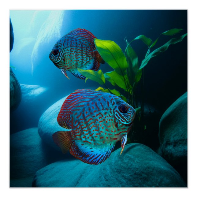 Póster Arte de Tanque de Peixe Aquário de Disco Azul (Frente)