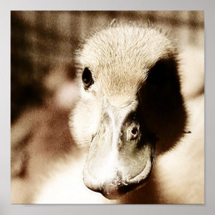 Poster Arte Digital Ducking