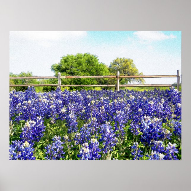 Poster Arte do Campo das Flores do bonito Texas Bluebonne (Frente)