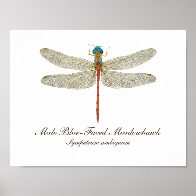 Póster Arte do Dragonfly Meadowhawk de Faces Azuis (Frente)