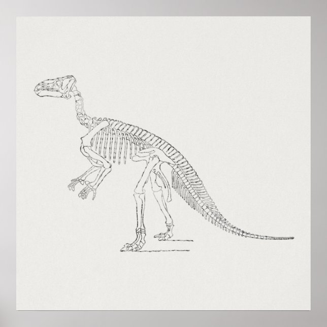 Poster Arte do Esqueleto do Dinossaur (Frente)