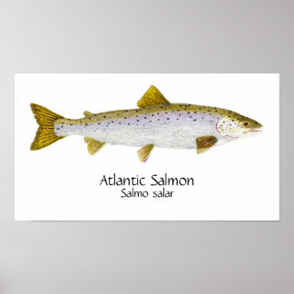Poster Arte do Salmão Atlântico