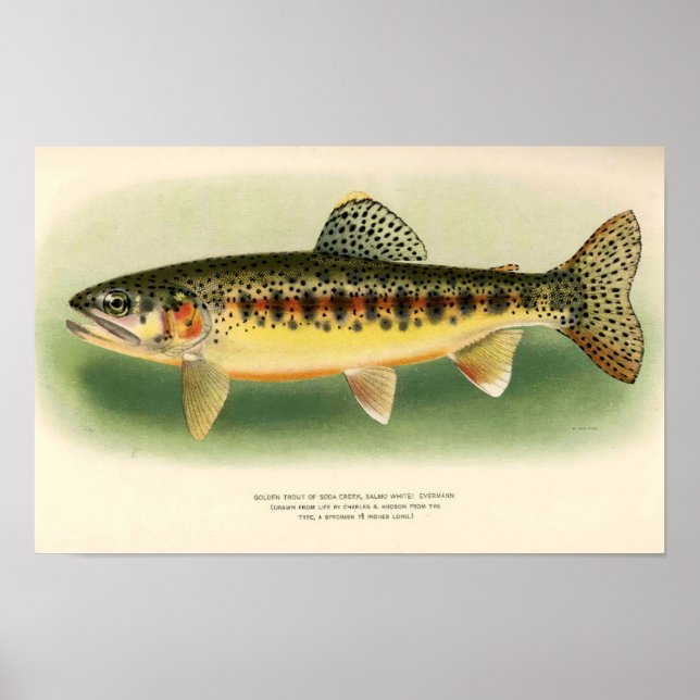 Poster Arte Dourada de Truta Vintage (Frente)