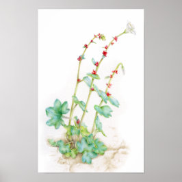 Póster arte em aquarela de planta alpina Saxifraga cernua