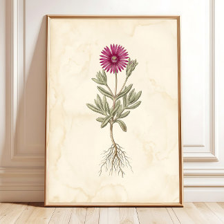 Poster Arte em Tela Botânica Boho Delosperma