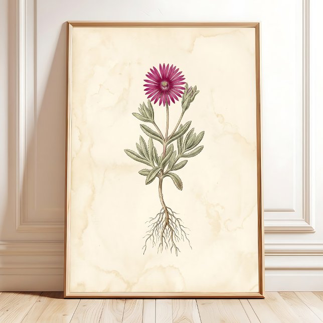 Poster Arte em Tela Botânica Boho Delosperma (Criador carregado)