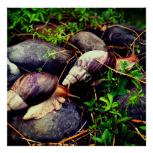 Arte enquadrada por caracóis terrestres gigantes a