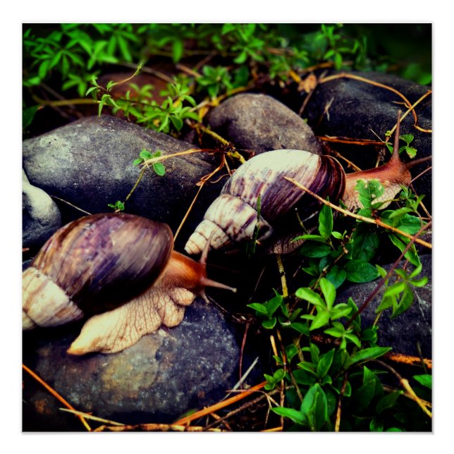 Póster Arte enquadrada por caracóis terrestres gigantes a (Frente)