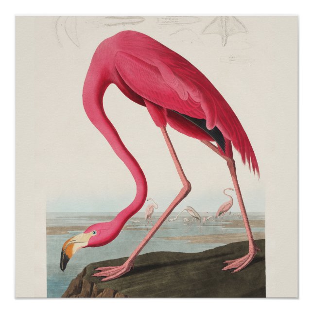 Póster Arte Flamingo Rosa (Frente)