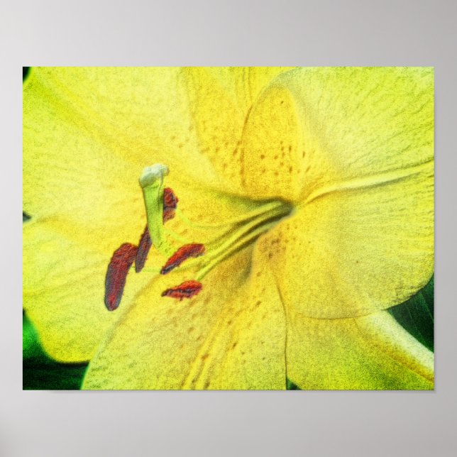 Poster Arte Flor Lily Amarela (Frente)