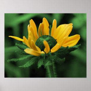 Póster Arte Flor Verde Negra Susan Abstrato