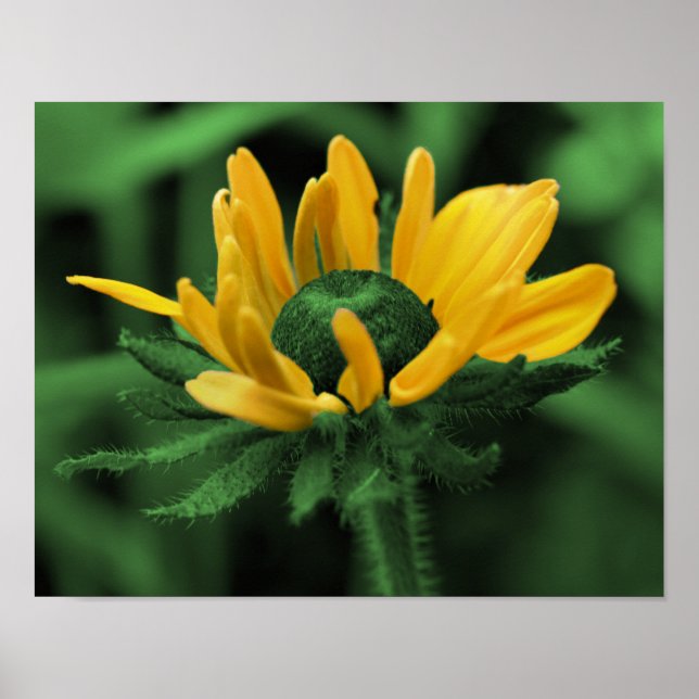Póster Arte Flor Verde Negra Susan Abstrato (Frente)