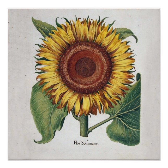 Póster Arte Floral de Girassol Vintage Damask (Frente)