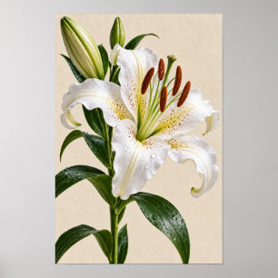 Poster Arte Floral de Parede Lírio Branco Vintage Elegant