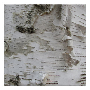 Póster Arte Fotográfica Antiga do Latido Birch Tree