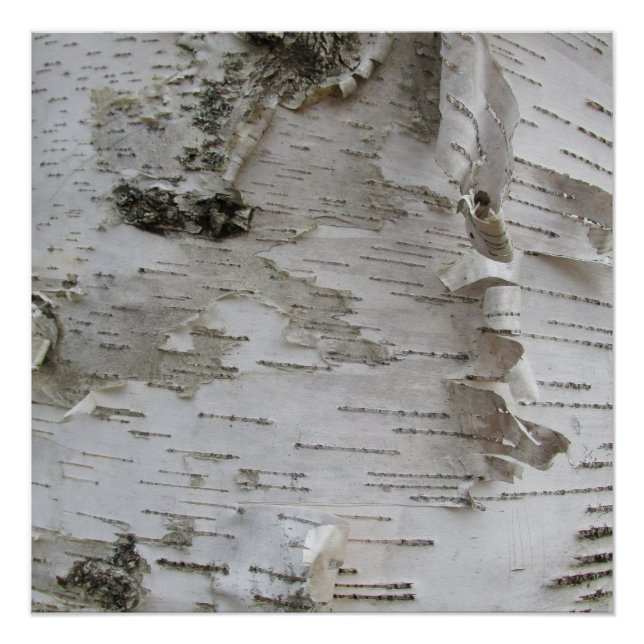 Póster Arte Fotográfica Antiga do Latido Birch Tree (Frente)