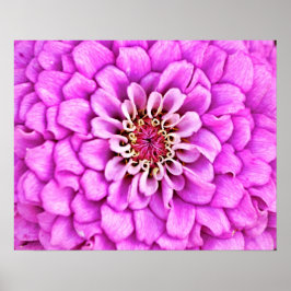 Poster Arte Fotográfica com Flor Petal Rosa Queimada