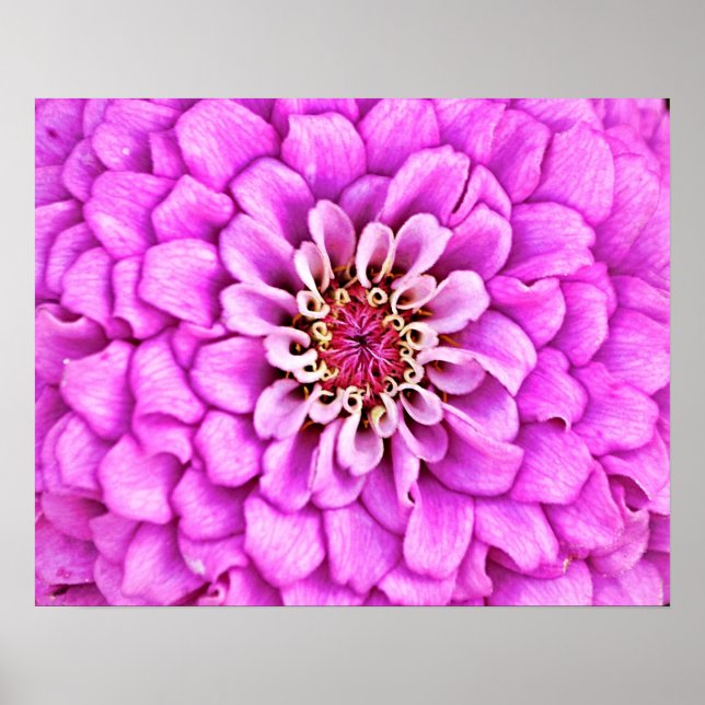 Poster Arte Fotográfica com Flor Petal Rosa Queimada (Frente)