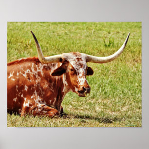 Poster Arte fotográfica da vaca de Texas Longhorn do